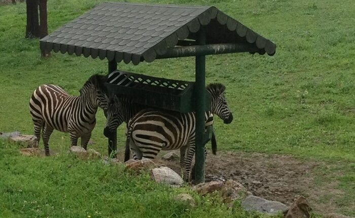 حديقة حيوانات بورصة 